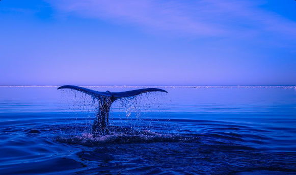 خرید بیت کوین توسط نهنگ ها